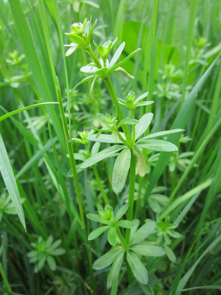 Gaillet des prés (Galium mollugo)