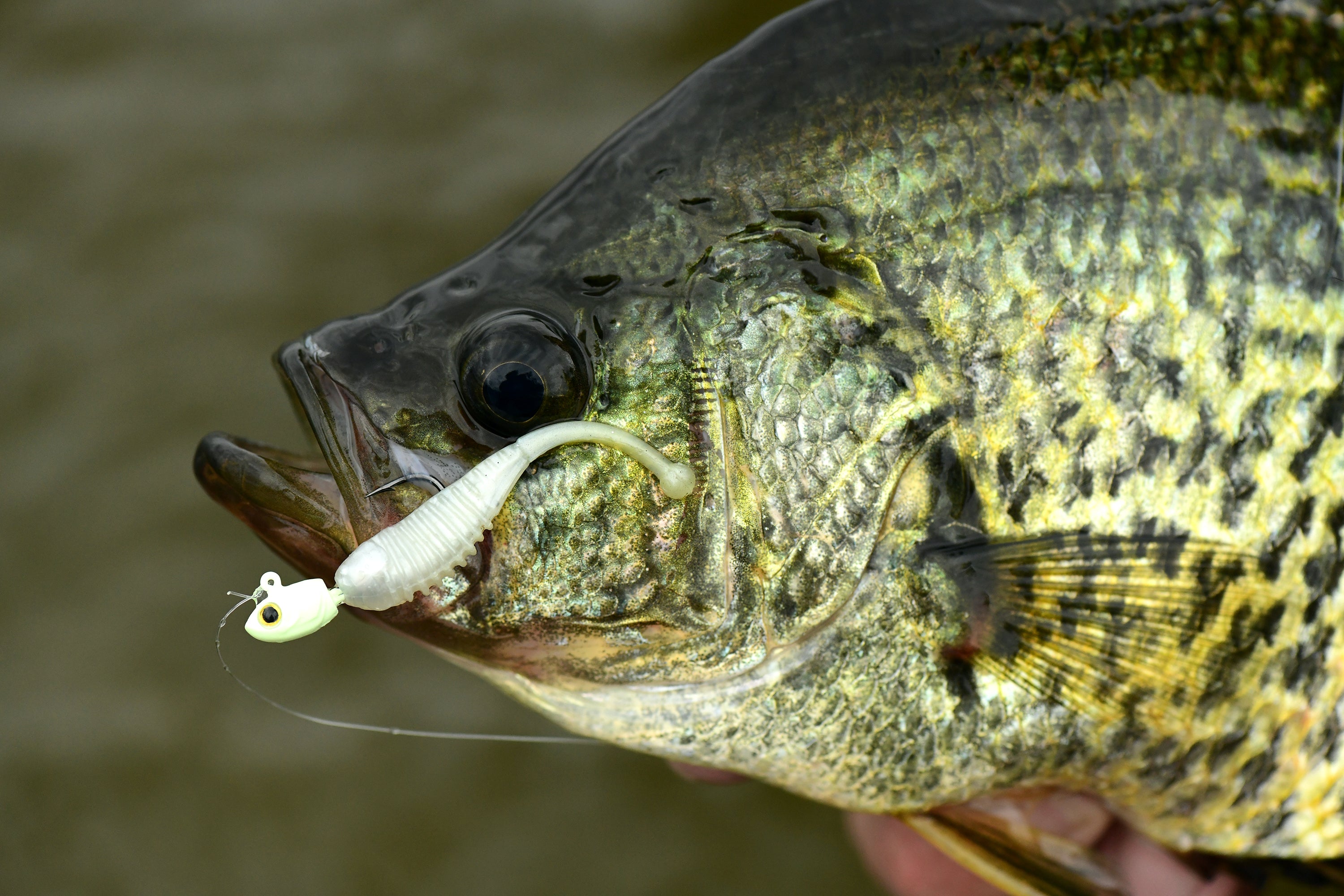 Crappie Kicker