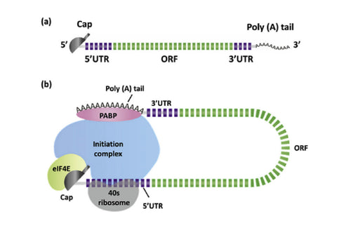 Figure 2-Key components of mRNA