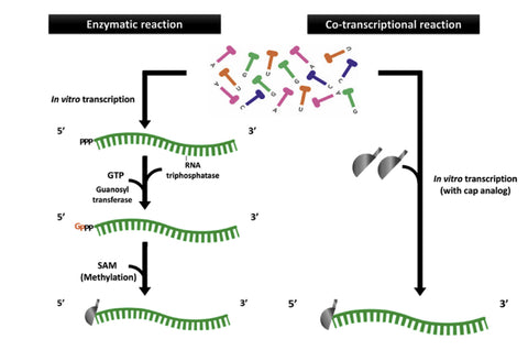 Figure 3-mRNA capping method