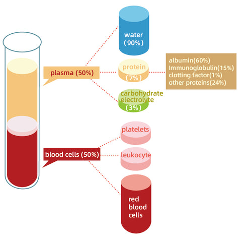 composition of human blood