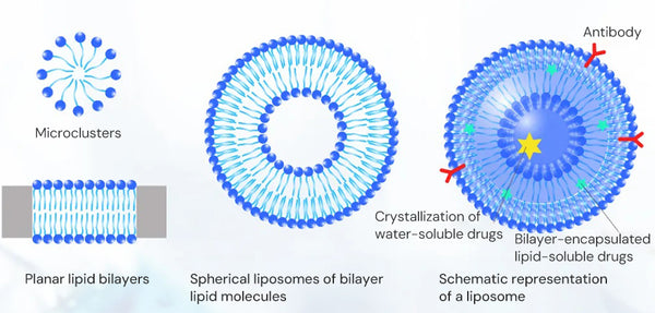 Figure 1 Schematic Representation of A Liposome