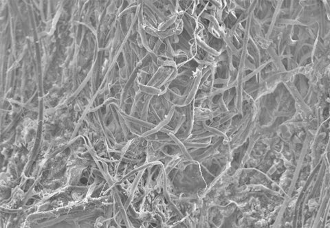 Figure 2: SEM images of cellulose