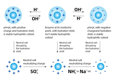 Figure 1 protein precipitation