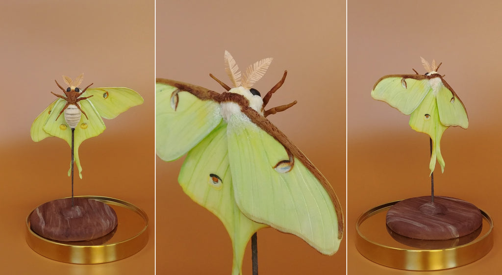Edible Luna Moth by Jamie Louks
