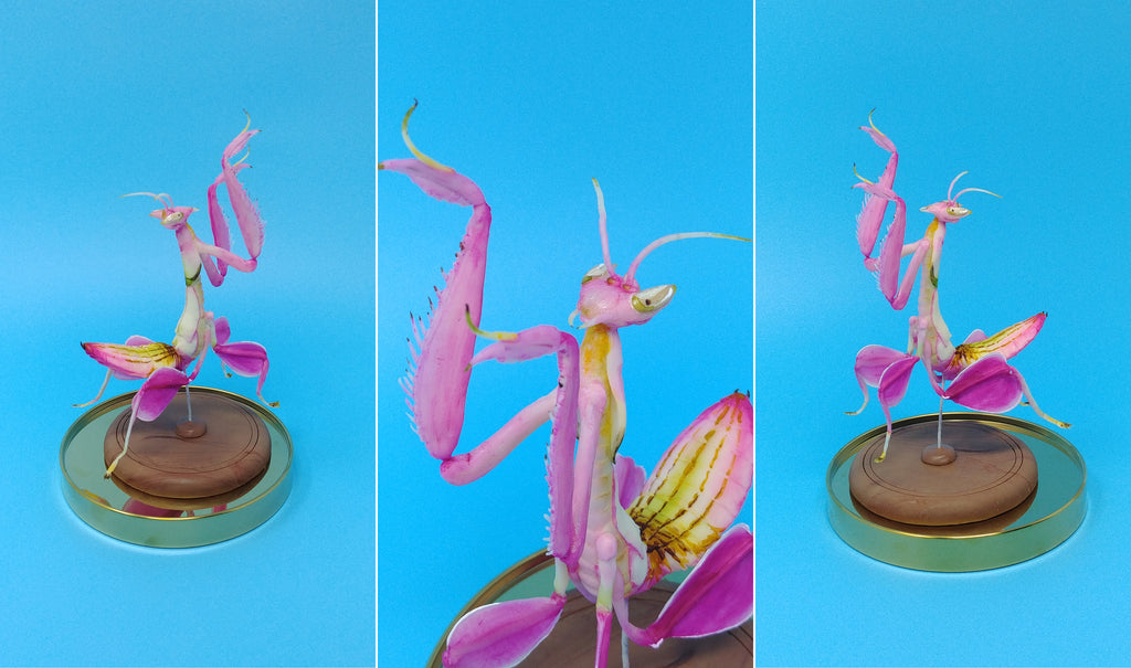 Edible Orchid Mantis by Jamie Louks