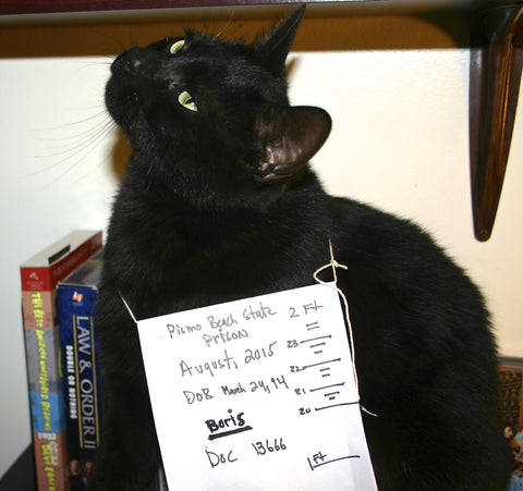 Boris, a black cat, with a mug shot sign on him