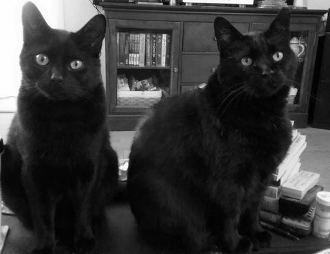 Black cats (Boris and Whiskey) staring intently.