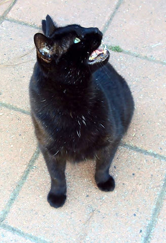 Whiskey, a black cat with his teeth showing