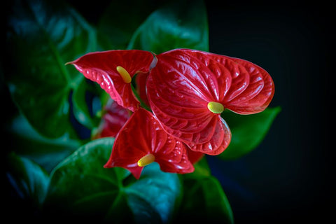 Anthurium-