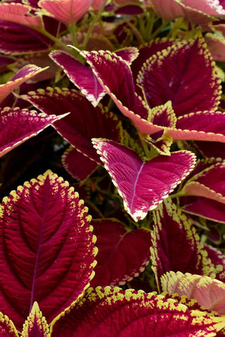 17 Best Indoor Plants That Grow Well in Water-Coleus plant