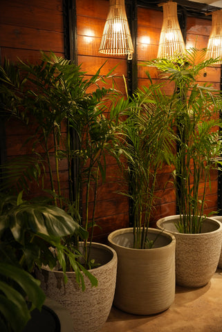 Here’s Everything You Need to Know About the Bamboo Palm | Marley Planter