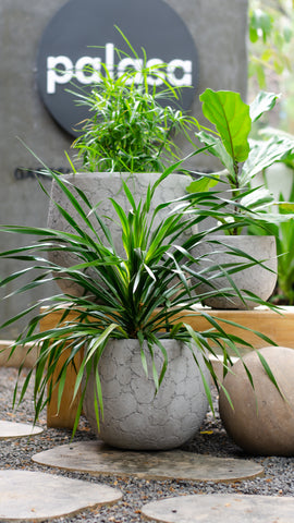 Here’s Everything You Need to Know About Your Dracaena Draco Plant