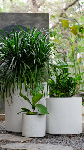 Here’s Everything You Need to Know About Your Dracaena Draco Plant