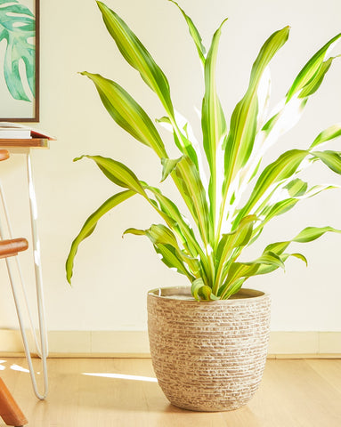 How to Care for Your Dracaena Dara Singh