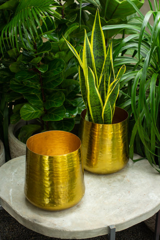 A Guide to Choosing the Right Indoor Plant for My Space - eden planter