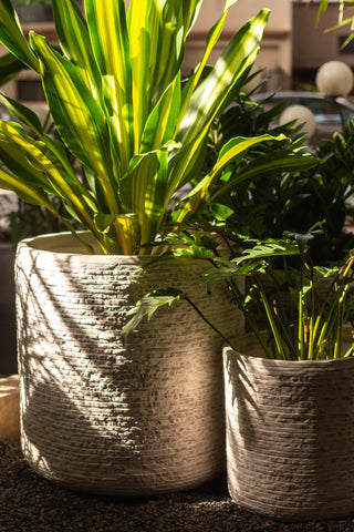 Plant Parenthood Made Easy: 10 Tips to Keep Your Indoor Plants Thriving