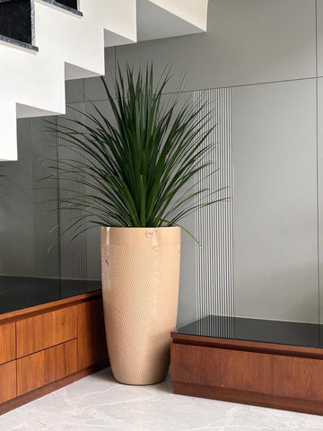 the draco plant is a tall and huge plant with lush green leaves.