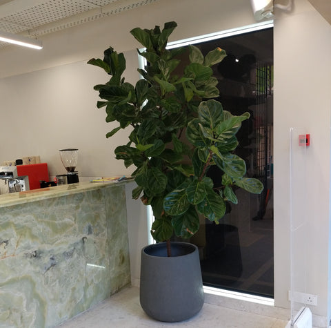 How to Care for Your Fiddle Leaf Fig