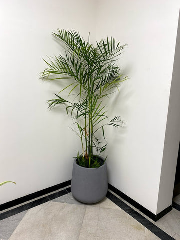Here’s Everything You Need to Know About the Bamboo Palm | Aquila planter