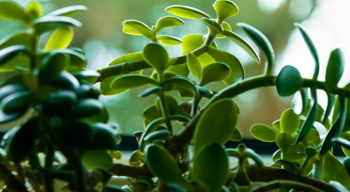 jade succulent plant care tips