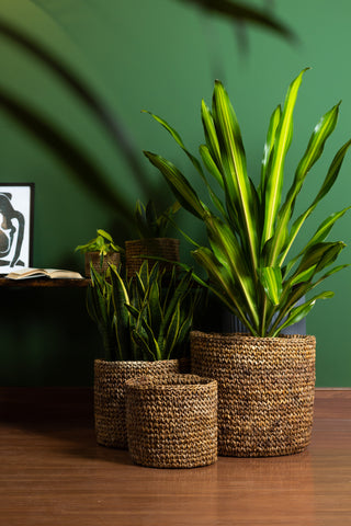 Plant Parenthood Made Easy: 10 Tips to Keep Your Indoor Plants Thriving- lyra series