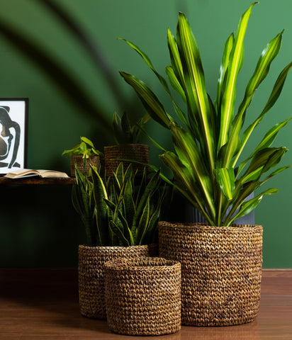 A Guide to Choosing the Right Indoor Plant for My Space-lyra series