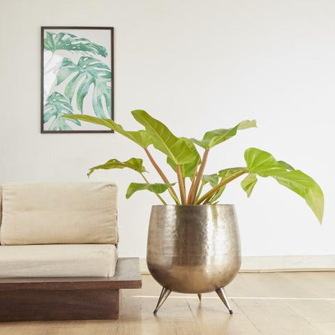 Top 10 Must Have Indoor Plants for 2023