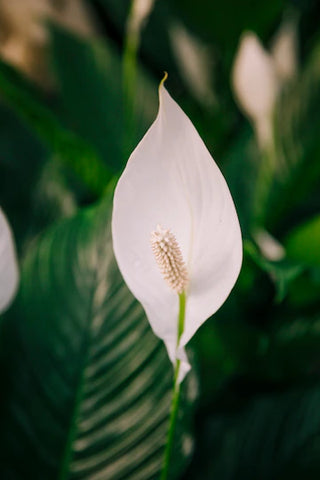 Peace lily care guide