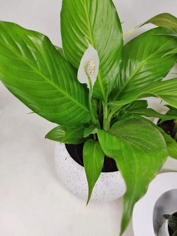 A Complete Guide to Caring For Your Peace Lily