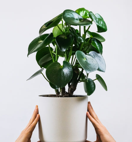 A Guide to Caring for Peperomia Obtusifolia: Tips and Tricks to help care for your Peperomia Plant