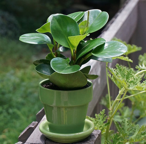 A Guide to Caring for Peperomia Obtusifolia: Tips and Tricks to help care for your Peperomia Plant