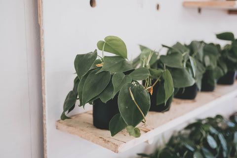 17 Best Indoor Plants That Grow Well in Water-philodendron heartleaf