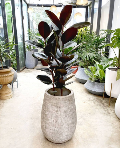 Rubber Plant Care in India: Do's and Don'ts
