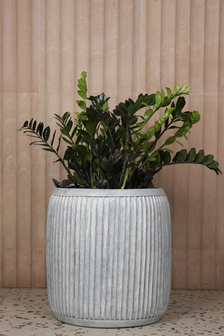 Top Indoor Plants That Are Perfect For Small Spaces