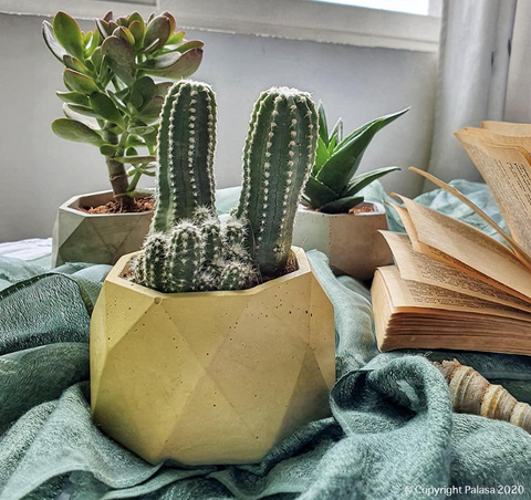 8 Useful Tips to Make Your Succulent Garden Thrive