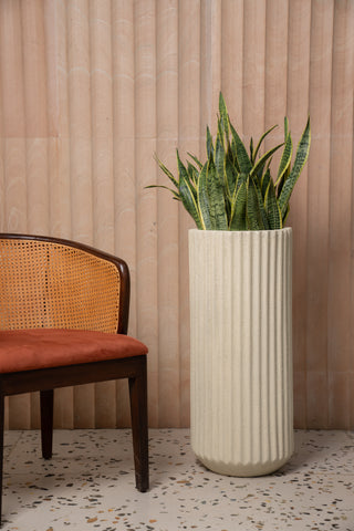 How to Care for Your Snake Plant -Fluto Shell white beige
