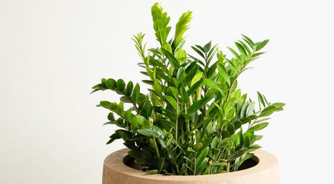 How to care for ZZ Plant palasa