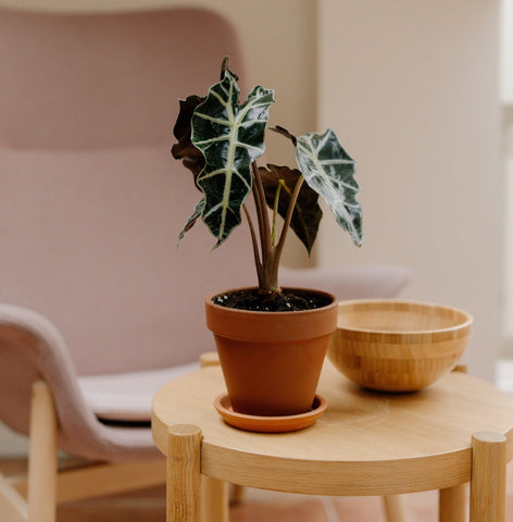 alocasia plant