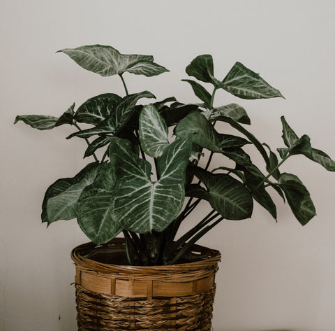 A Green Guide: Nurturing Your Arrowhead Plant in India