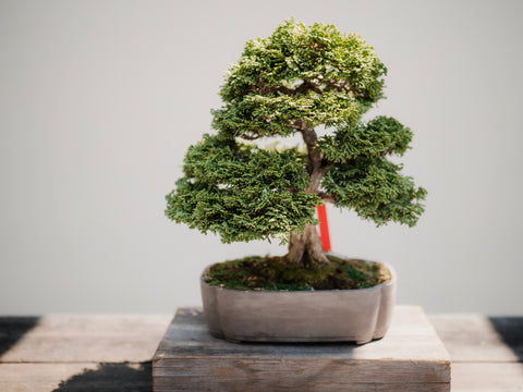 Growing Miniature Trees: A Beginner's Guide to Bonsai Gardening- banyan