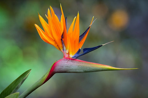 A Complete Guide to Caring for Birds of Paradise Plants