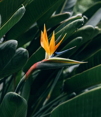A Complete Guide to Caring for Birds of Paradise Plants