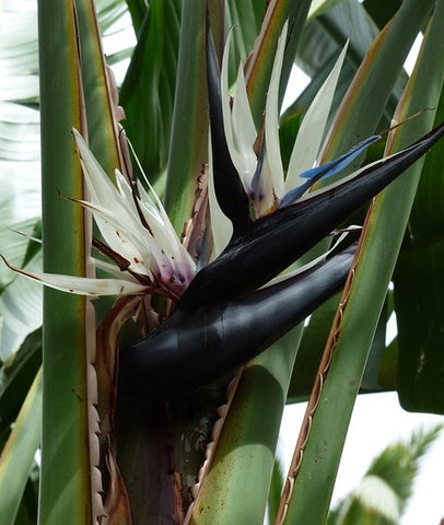 A Complete Guide to Caring for Birds of Paradise Plants