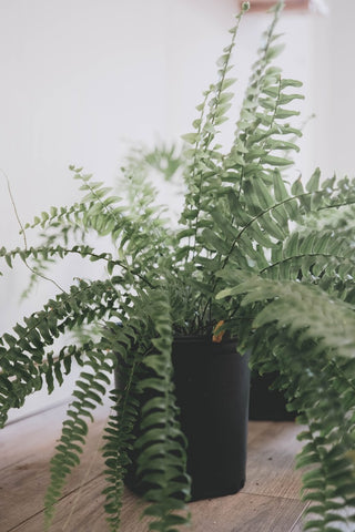 The Ultimate Guide to Boston Fern Care: Green Elegance in Your Home