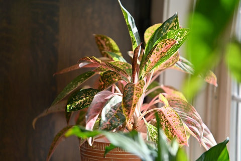 17 Best Indoor Plants That Grow Well in Water-Chinese evergreen