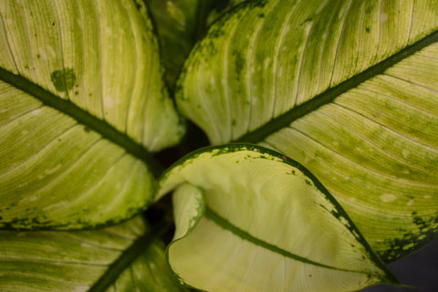 Chinese evergreen