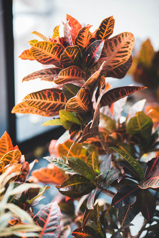 How to Care for Your Croton Plant in India: Essential Plant Care Tips