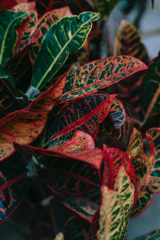 How to Care for Your Croton Plant in India: Essential Plant Care Tips