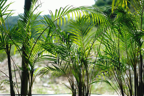 How to care about areca palm